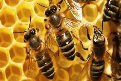 Abejas MelÃ­feras en panal