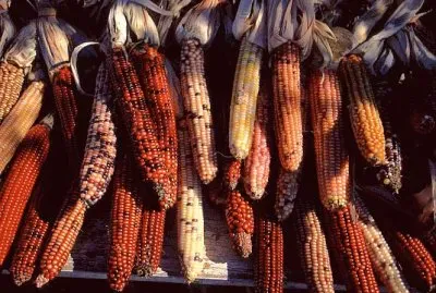 Indian corn