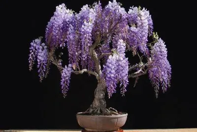 bonsai