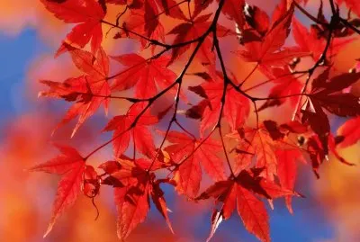 maple leaves