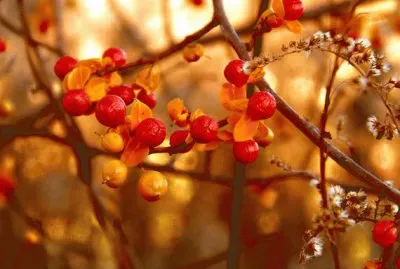 bittersweet vine