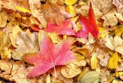 פאזל של fallen leaves