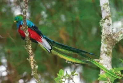 QUETZAL