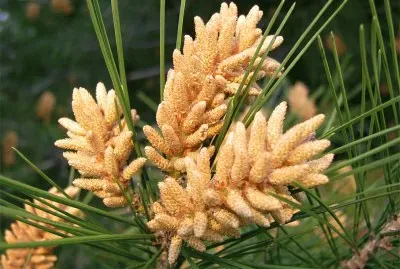 Flor de pÃ­