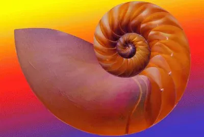 nautilus jigsaw puzzle