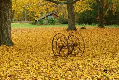 sugar maple
