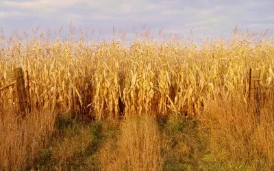 ready for the thresher jigsaw puzzle