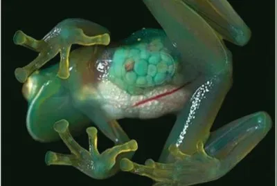 Rana de Cristal - Ecuador