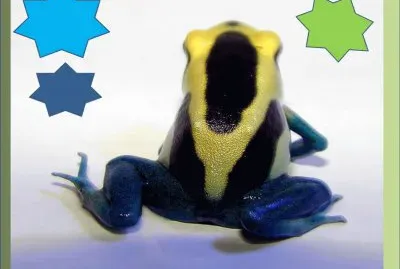 Dendrobates Tinctorius - SudamÃ©rica