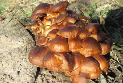 Flammulina Velutipes - Asia