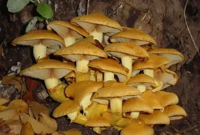 Gymnopilus Spectabilis - Chile