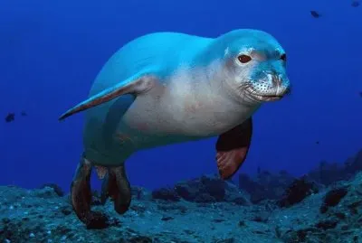 Foca Monje de HawÃ¡i