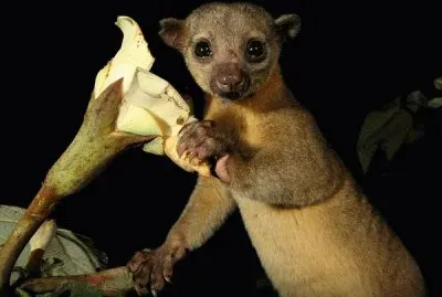 kinkajou jigsaw puzzle