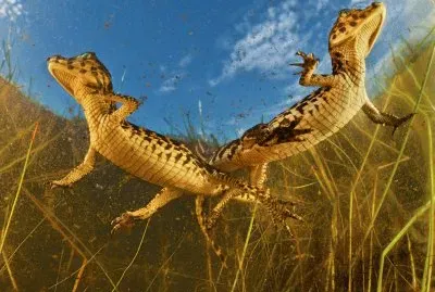 candisani jigsaw puzzle