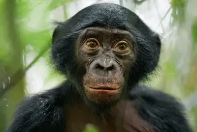 bonobo jigsaw puzzle