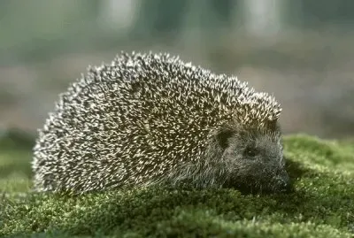 hedgehog jigsaw puzzle
