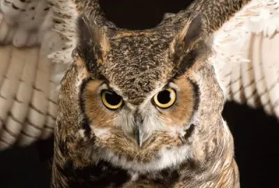 horned owl