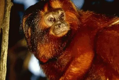 tamarin jigsaw puzzle