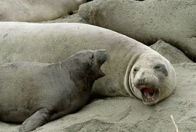 elephant seal jigsaw puzzle