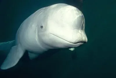 פאזל של beluga whale