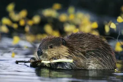 beaver
