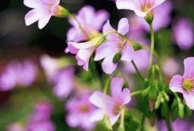 flores