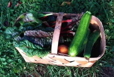 late fall harvest