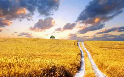 פאזל של harvest wheat