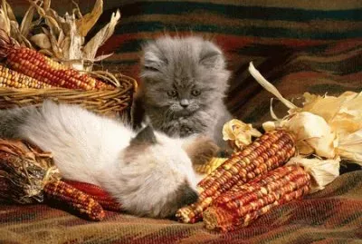 cats n corn