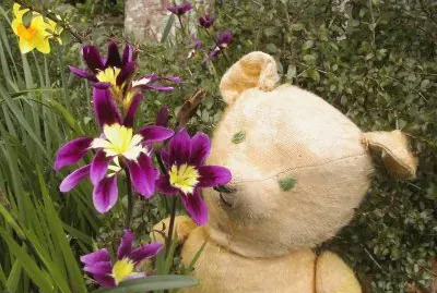 Teddy bear in the garden