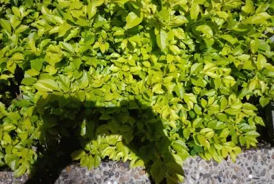 follaje jigsaw puzzle