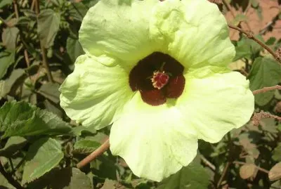 Hibiscus Ovalifolius