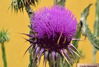 Cardo Mariano