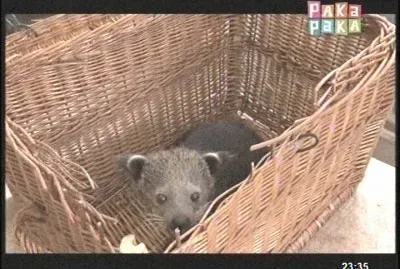 CACHORROS jigsaw puzzle