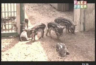 CERDITOS jigsaw puzzle