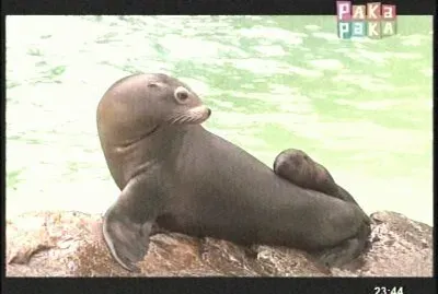 LOBOS MARINOS jigsaw puzzle