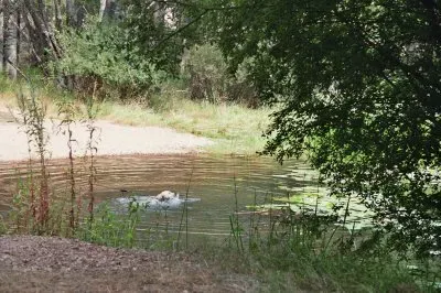 RIO LOBOS jigsaw puzzle