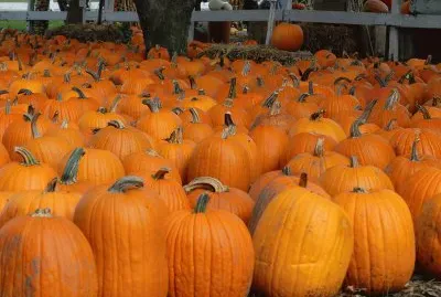 pumpkin patch