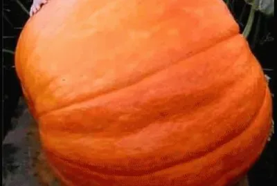giant