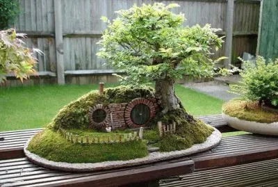 Bill Bo Baggins Bonsai
