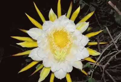 Flor de la pitahaya
