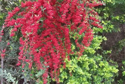 silvestres jigsaw puzzle