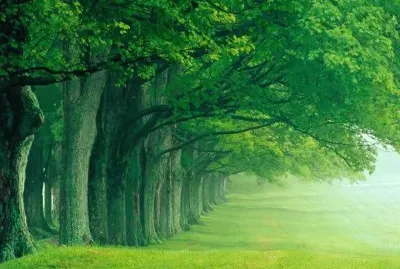 caminho verde