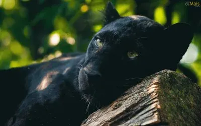 פאזל של pantera