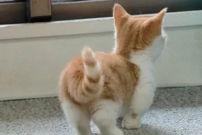 gatinho jigsaw puzzle