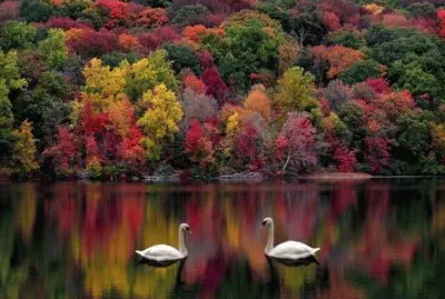 swan lake jigsaw puzzle