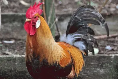 Rooster