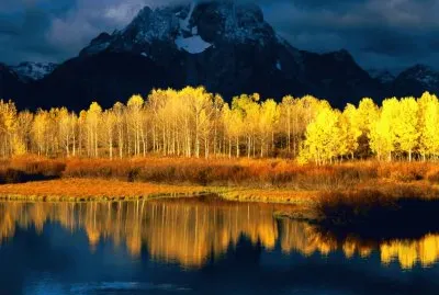 aspens at sunset