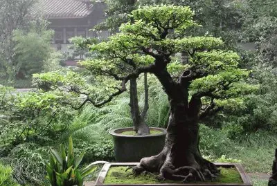 Bonsai.