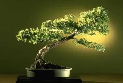 Bonsai 1.